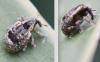 Stereonychus fraxini